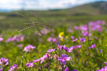 Field geranium