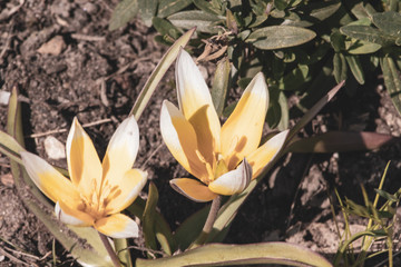 Fototapeta premium Yellow and white flowers of Tulipa Tarda, late wild tulip or tarda with inflorescence of yellow flowers in full bloom growing in a botanic garden, close up, toned photo