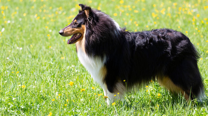 Tricolour-Langhaar-Collie-Rüde wird als Rettungshund ausgebildet