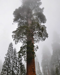 Sequoia National Park