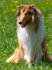 Sable Langhaar-Collie-Rüde bei der Begleithundeprüfung