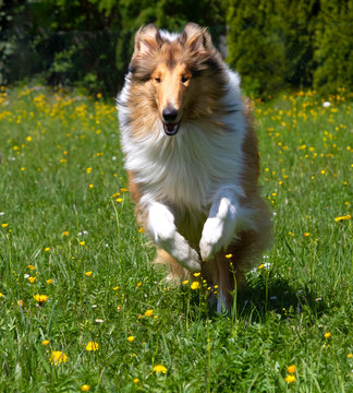 Langhaar-Sable-Collie-R&uuml;de springt &uuml;ber die Wiese