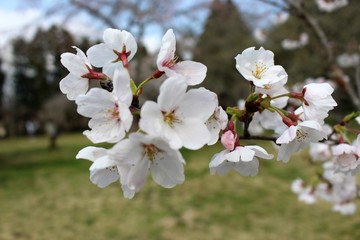 Fototapeta na wymiar 千葉市昭和の森の桜