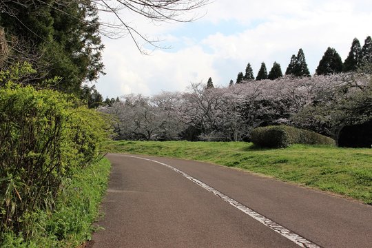 千葉市昭和の森の桜