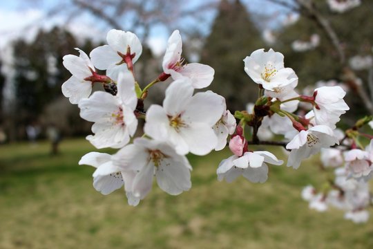 千葉市昭和の森の桜