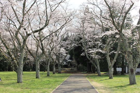 千葉市昭和の森の桜