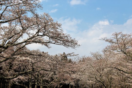 千葉市昭和の森の桜