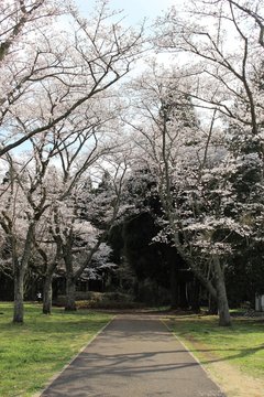 千葉市昭和の森の桜