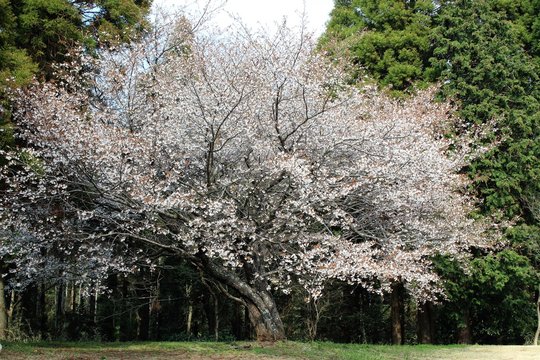 千葉市昭和の森の桜