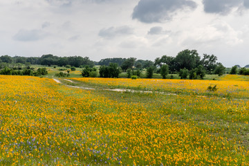 Obraz premium yellow field of wildflowers