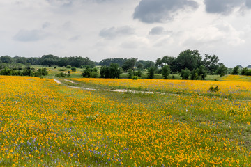 yellow field of wildflowers