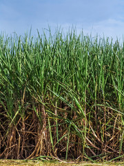 Sugar cane plant on field in Brazil with selective focus