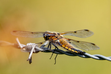 Four spotted chaser on barbed wire.
