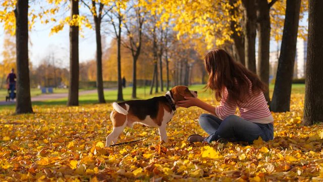 Lovely beagle dog come to woman sitting on fallen leaves, wag tail and full of kindness. Lady stretch out hand to pat doggy. Beautiful autumn time, vivid yellow colours on ground and trees
