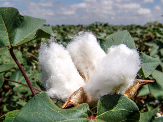 cotton in the field in Brazil