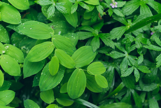 pattern of fresh green leaves with water droplets