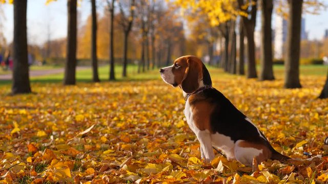 Cute beagle dog sitting on fallen leaves, yellow foliage fall around. Bright and colorful autumn time, young doggy wait or rest at park alley