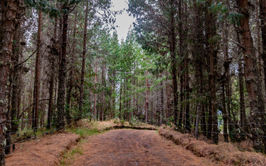 Route bordered by pines and carpeted with its orange colored leaves B