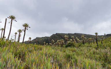 Sector of the Siecha lagoons in the Chingaza paramo A