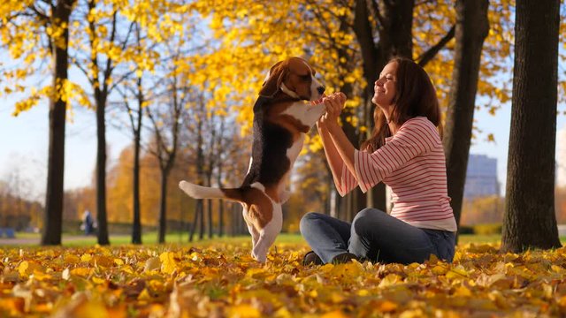 Lovely beagle dog stand on hind legs, lean front paws on hands and kiss woman. Two have fun together at autumn park, owner girl sitting on fallen leaves. Vibrant yellow colours of autumn evening