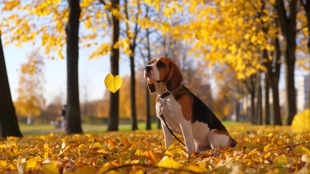 Yellow leaves fall around sitting dog, Beagle turn head, look to sheets and jerk sometimes, looks disappointed or confused by defoliation. Bright yellow colours of autumn time, city park alley