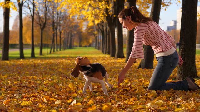 Playful and active dog make roll over on ground, follow owner woman command and gestures. Girl move hand and repeat command. Nice autumn time, yellow leaves lie around
