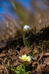i bucaneve spuntano dopo la neve