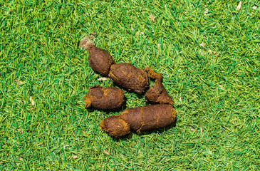 stinky peace of shit organic animal traces green grass meadow background texture wallpaper pattern surface empty copy space for text