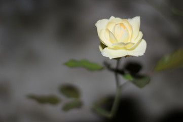 A Rosa