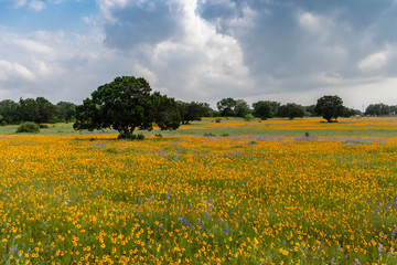 field of yellow wildflowers