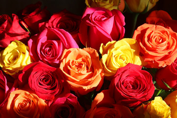Floral background with colorful roses. Bunch of bright colors roses close up. Floral background with roses in sun light.