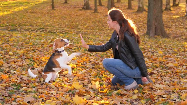 Woman play and training young emotional dog, she rise and hold hand against doggy, pet stand up on hind legs and touch by front paws. Autumn park, fallen leaves lie around, sun beam shine behind