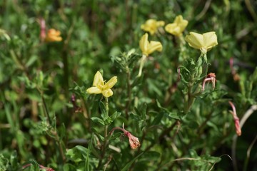Oenothera laciniata flowers