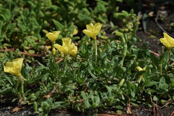 Oenothera laciniata flowers