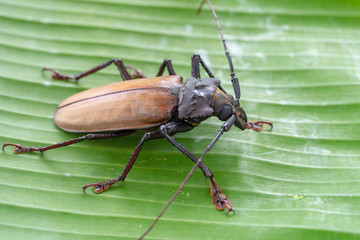 Giant Fijian longhorn beetle from island Koh Phangan, Thailand. Closeup, macro. Giant Fijian long-horned beetle, Xixuthrus heros is one of largest living insect species.Large tropical beetle species