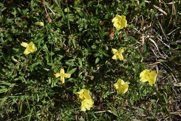 Oenothera laciniata flowers