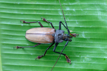 Giant Fijian longhorn beetle from island Koh Phangan, Thailand. Closeup, macro. Giant Fijian...