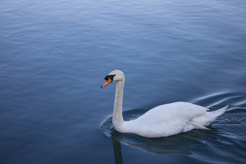 Fototapeta premium Cigno