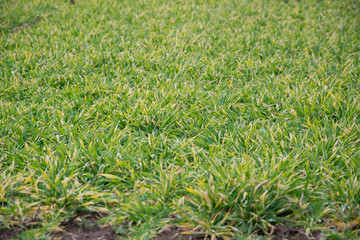 grass in field