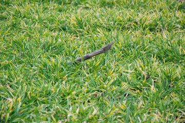 dry branch in the grass