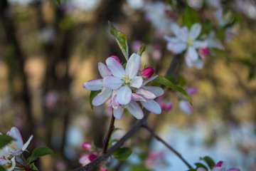 Fiore primavera