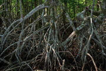 Fototapeta premium Roots of mangrove tree