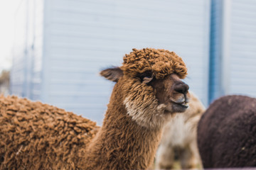 Alpaca