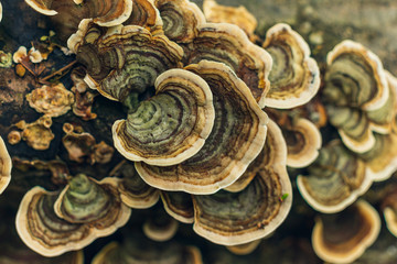 Colorful mushrooms on a log