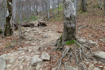 Empty trail in the mountains of central europe. A path leading high in the mountains.