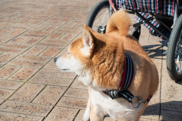 可愛い柴犬の写真