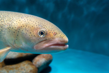 イトウという淡水魚の写真