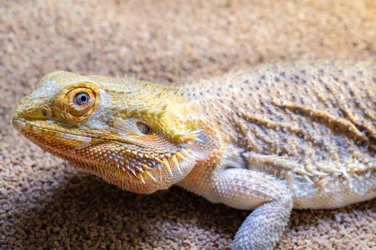 かわいいフトアゴヒゲトカゲの写真 Stock Photo Adobe Stock かわいいフトアゴヒゲトカゲの写真 Stock Photo Adobe Stock