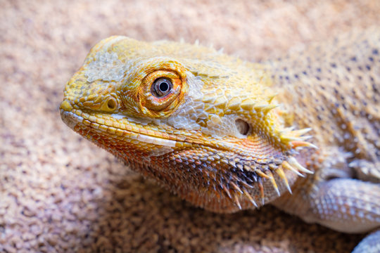 52 Best フトアゴヒゲトカゲ Images Stock Photos Vectors Adobe Stock