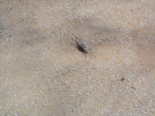 crab